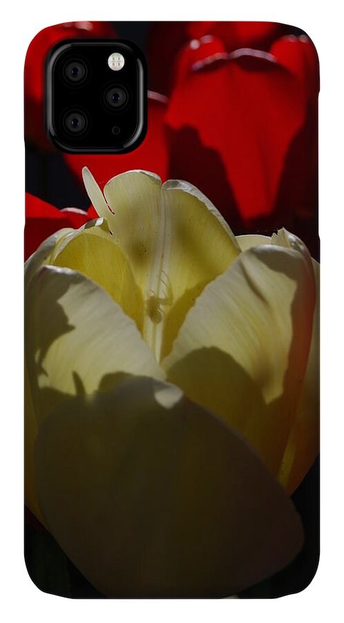 Red Tulips iPhone 11 Case featuring the photograph Lurking Shadow by Jani Freimann