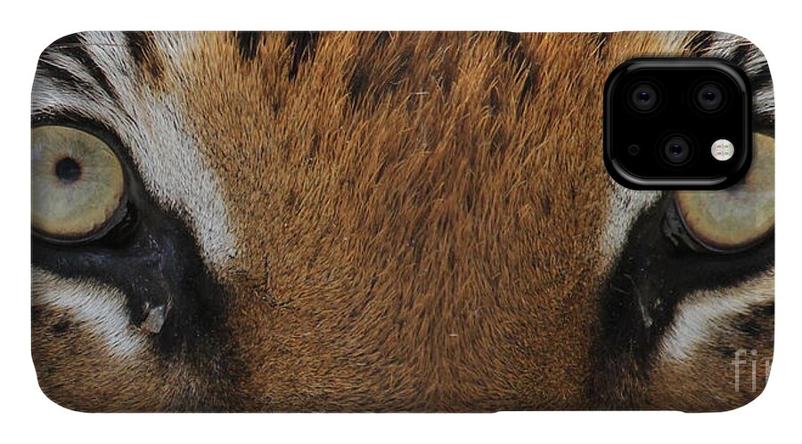 Malayan Tiger iPhone 11 Case featuring the photograph Malayan Tiger Eyes by Meg Rousher