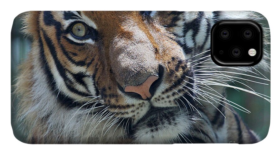 Malayan Tiger iPhone 11 Case featuring the photograph Malayan Tiger by Meg Rousher
