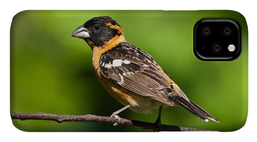 Animal iPhone 11 Case featuring the photograph Male Black Headed Grosbeak in a Tree by Jeff Goulden