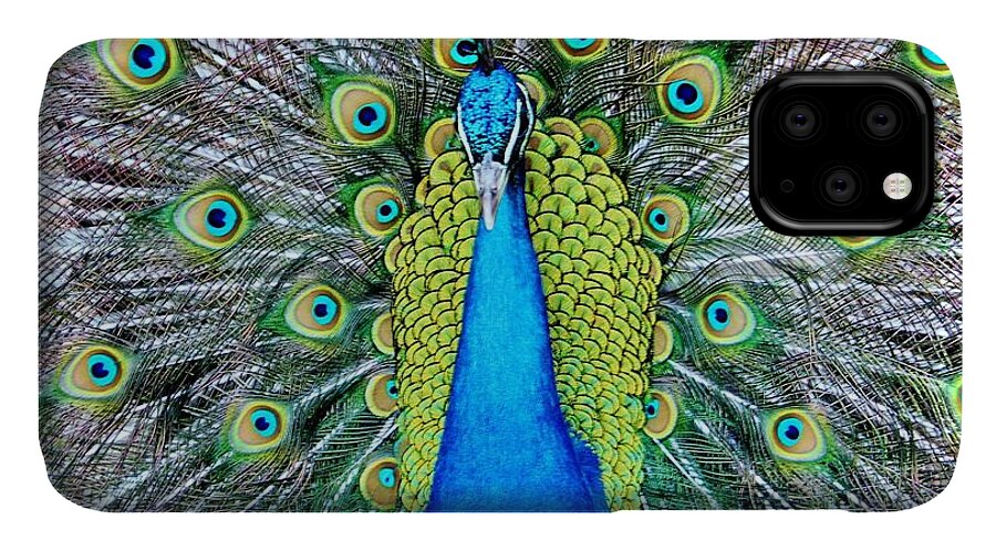 Male iPhone 11 Case featuring the photograph Male Peacock by Cynthia Guinn