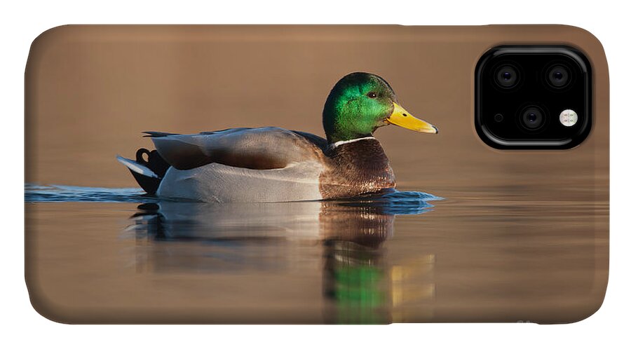 Clarence Holmes iPhone 11 Case featuring the photograph Mallard by Clarence Holmes