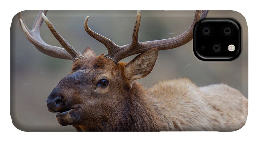 Wildlife iPhone 11 Case featuring the photograph Mammoth Bull by Kevin Dietrich