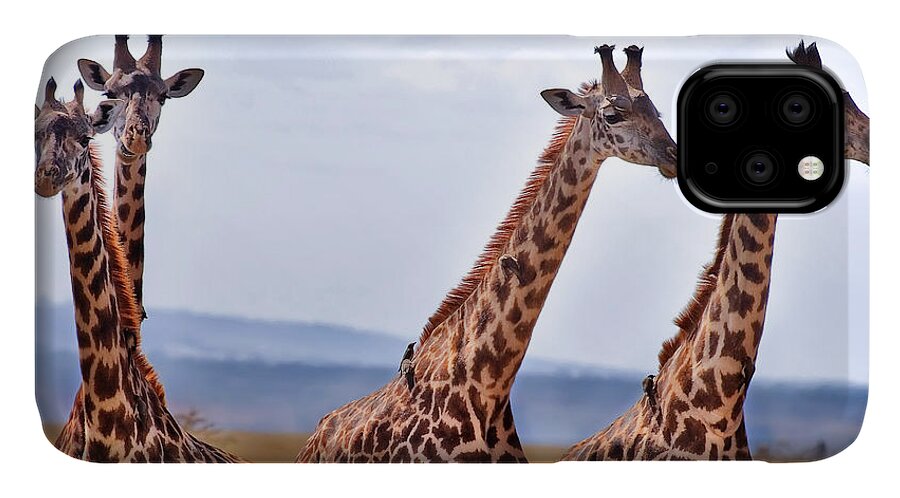 3scape Photos iPhone 11 Case featuring the photograph Masai Giraffe by Adam Romanowicz