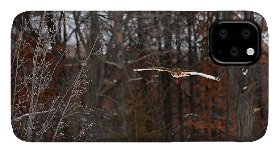 Falconry iPhone 11 Case featuring the photograph Michigan Redtail Hawk by Wesley Elsberry