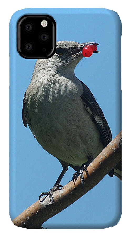 Wildlife iPhone 11 Case featuring the photograph Mockingbird with Berries by William Selander