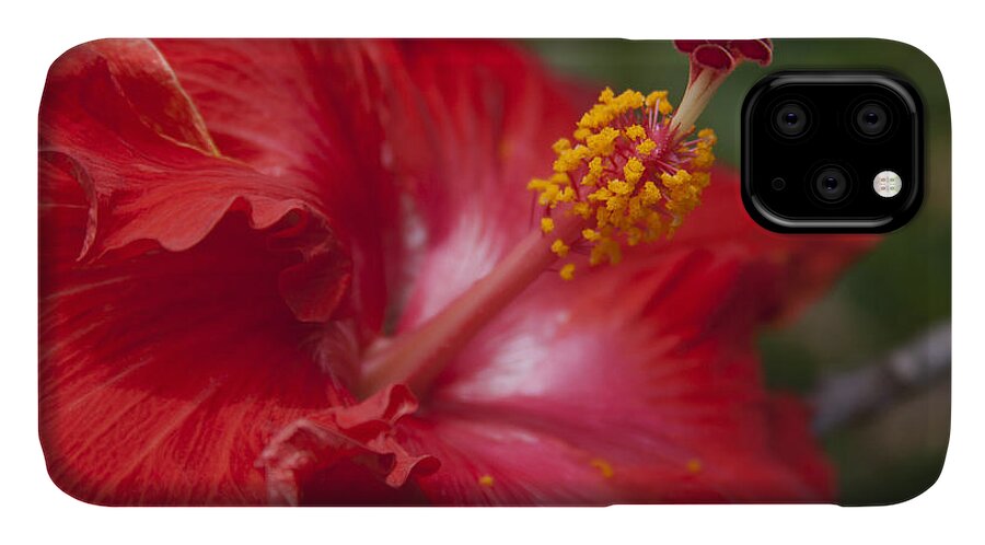 Aloha iPhone 11 Case featuring the photograph Morning Whispers by Sharon Mau