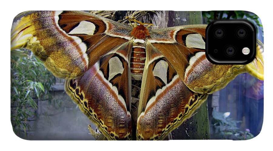 Giant iPhone 11 Case featuring the photograph Atlas Moth by Bob Slitzan