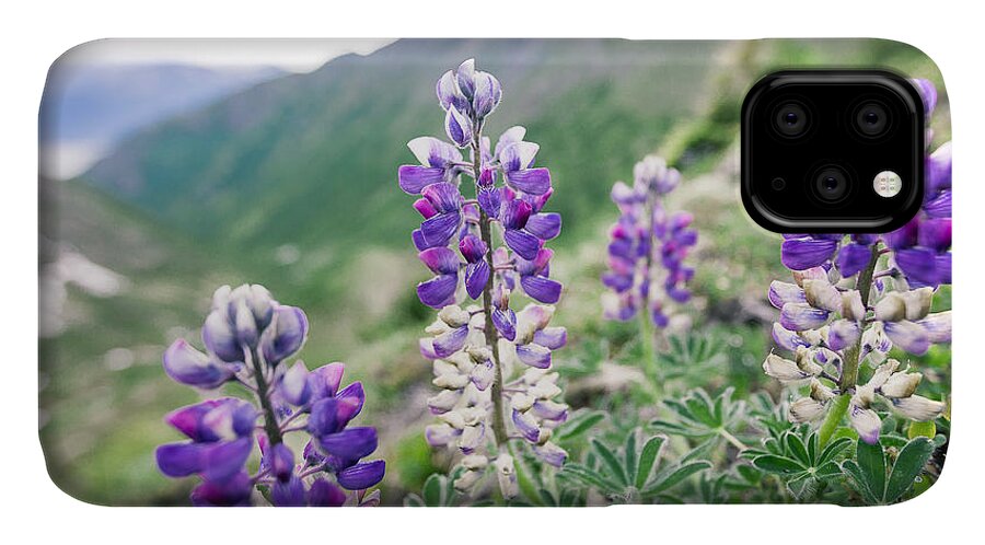 Alaska iPhone 11 Case featuring the photograph Mountain Lupine by Tim Newton