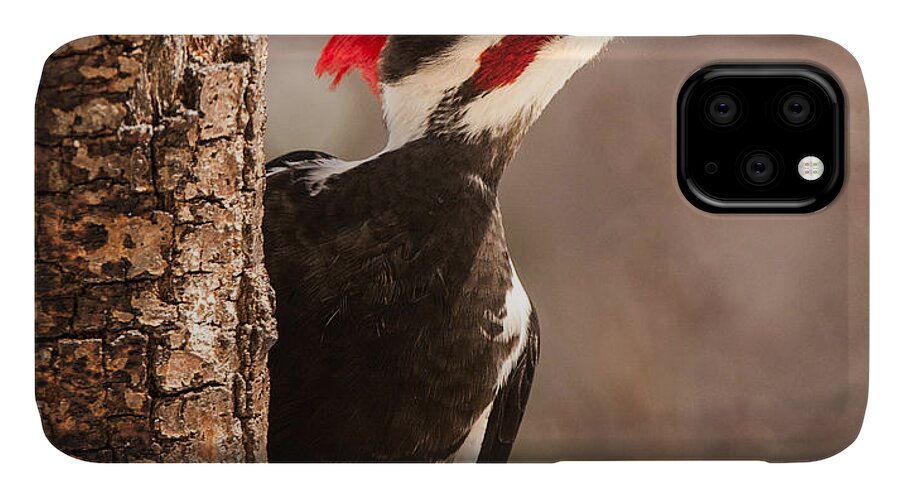 Male Pileated Woodpecker iPhone 11 Case featuring the photograph Mr. Pileated by Lara Ellis