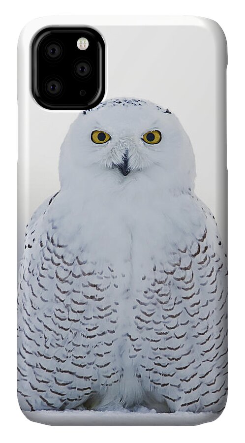 Snowy Owl iPhone 11 Case featuring the photograph NH Seacoast Snowy Owl by John Vose