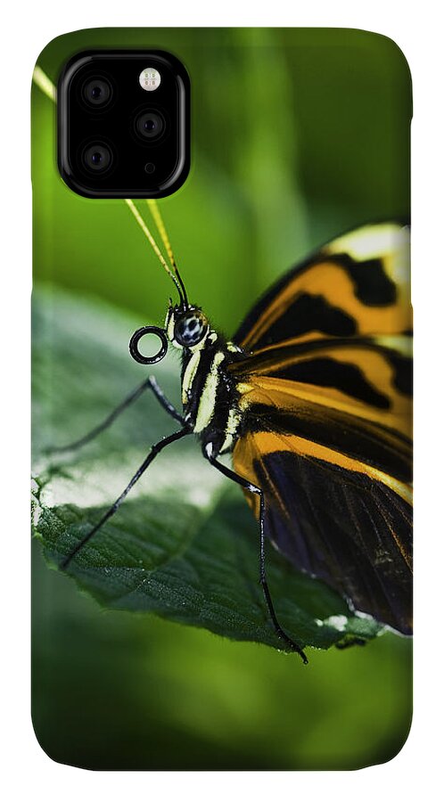 Butterflys iPhone 11 Case featuring the photograph Orange and Black Butterfly by Donald Brown