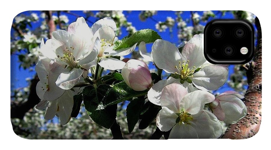 Apple Blossoms iPhone 11 Case featuring the photograph Orchard Ovation by Will Borden