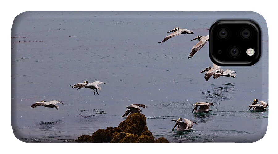Bird iPhone 11 Case featuring the photograph Pacific Landing by Melinda Ledsome