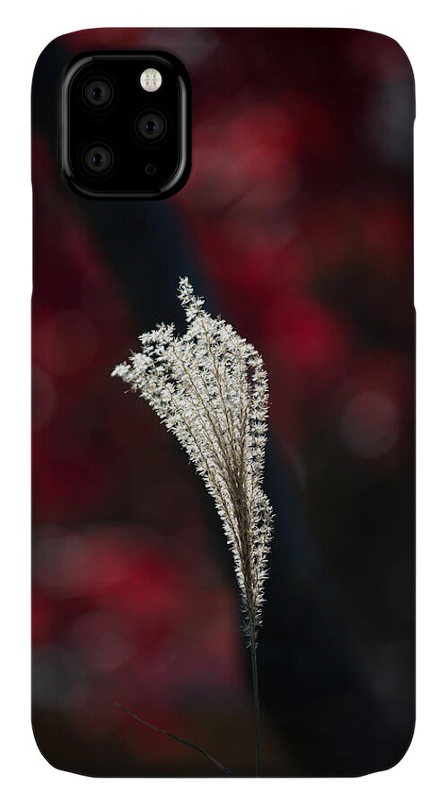 Sun Drenched iPhone 11 Case featuring the photograph Painted by light by David Barker