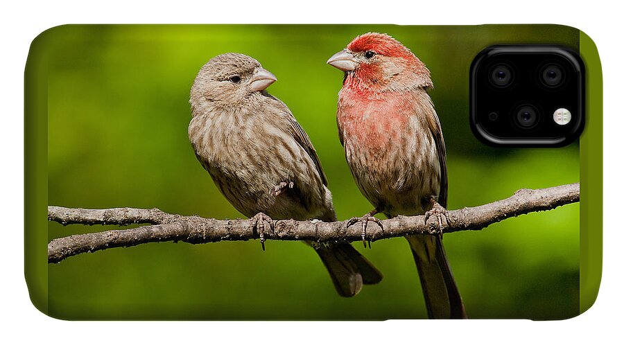 Affectionate iPhone 11 Case featuring the photograph Pair of House Finches in a Tree by Jeff Goulden