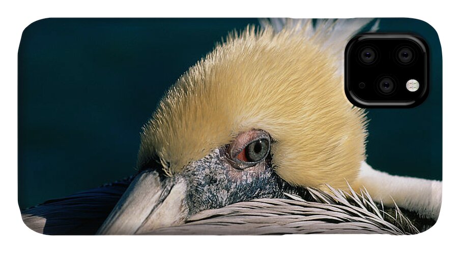 Pelican iPhone 11 Case featuring the photograph Pelican Portrait by Bradford Martin