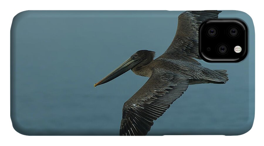 Dusk iPhone 11 Case featuring the photograph Pelican by Sebastian Musial