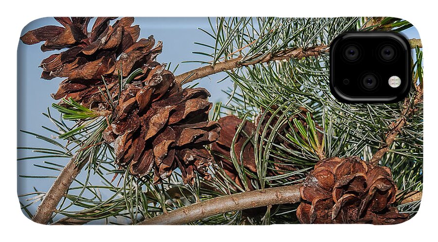 Pine Cones iPhone 11 Case featuring the photograph Pine Cones by Len Romanick