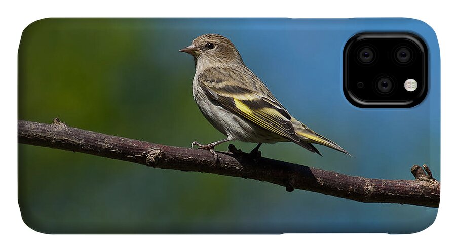 Animal iPhone 11 Case featuring the photograph Pine Siskin Perched on a Branch by Jeff Goulden
