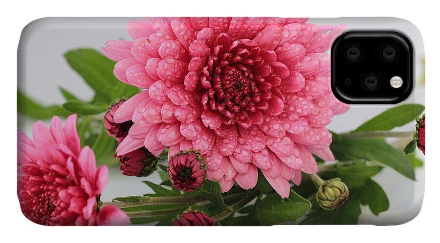 Pink Mums Still Life iPhone 11 Case featuring the photograph Pink Mums by Rachel Cohen