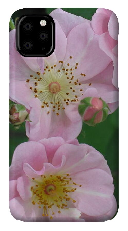 Knockout Roses iPhone 11 Case featuring the photograph Pink roses by HEVi FineArt