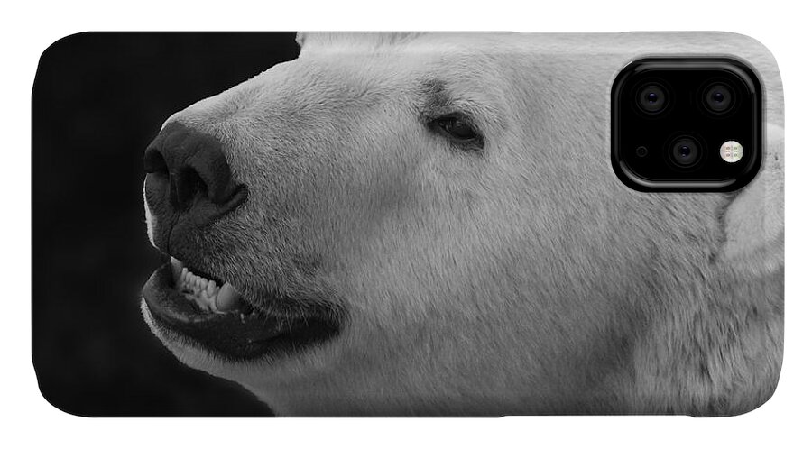 Polar Bear iPhone 11 Case featuring the photograph Polar Bear by Jackson Pearson