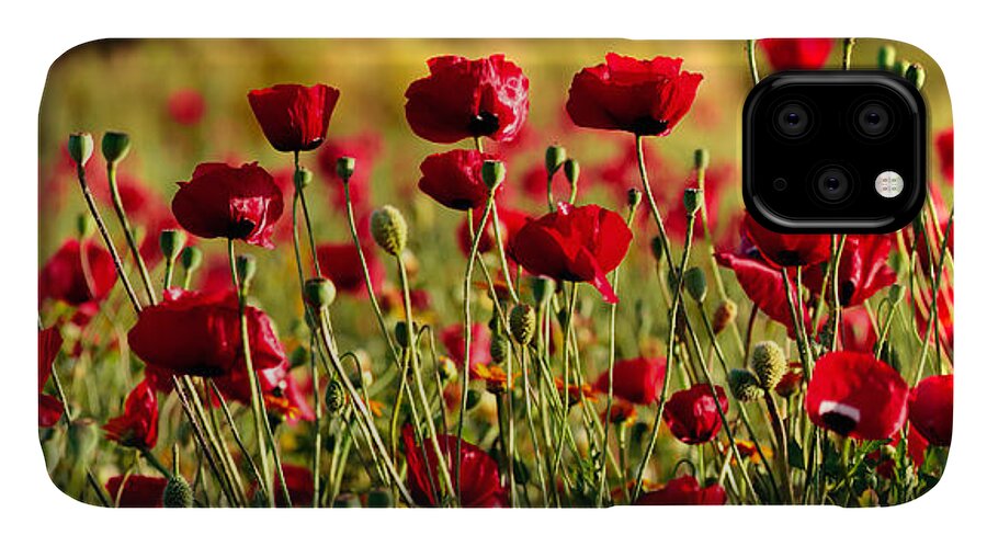 Poppies iPhone 11 Case featuring the photograph Poppy Fields Forever by Uri Baruch