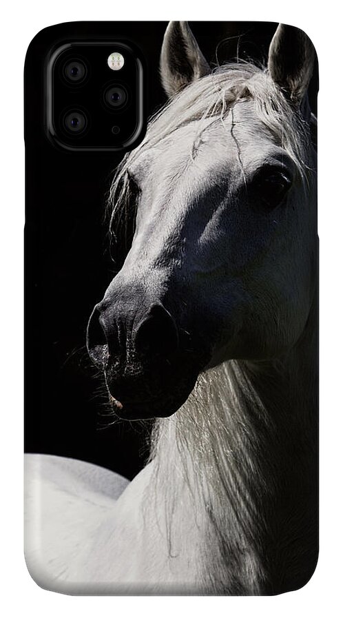 Proud Stallion iPhone 11 Case featuring the photograph Proud Stallion by Wes and Dotty Weber