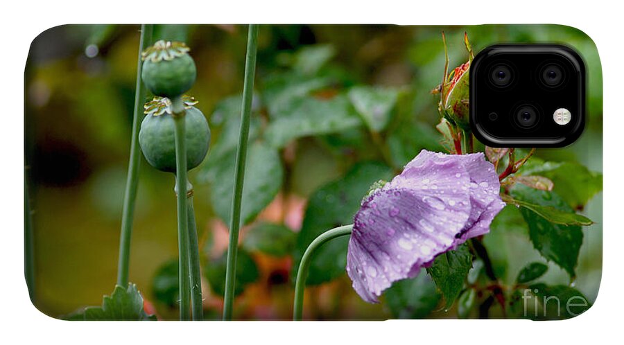 Mohn iPhone 11 Case featuring the photograph Purple Papaver rhoeas - Poppy by Eva-Maria Di Bella