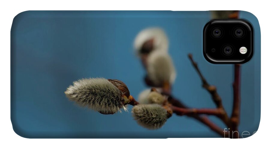 Festblues iPhone 11 Case featuring the photograph Pussy Willow... by Nina Stavlund