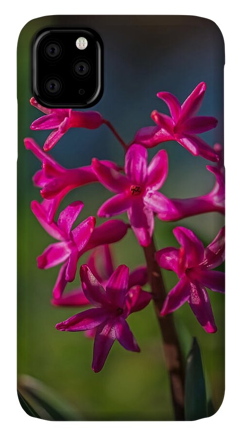 Flower iPhone 11 Case featuring the photograph Red Beauty by Robert Mitchell