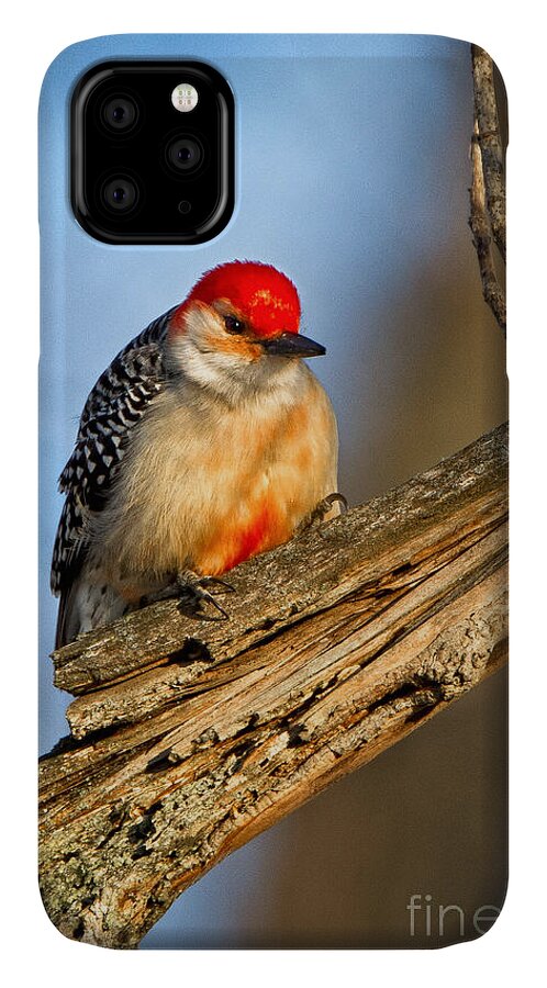 Award Winning iPhone 11 Case featuring the photograph Red-bellied Woodpecker by Ronald Lutz
