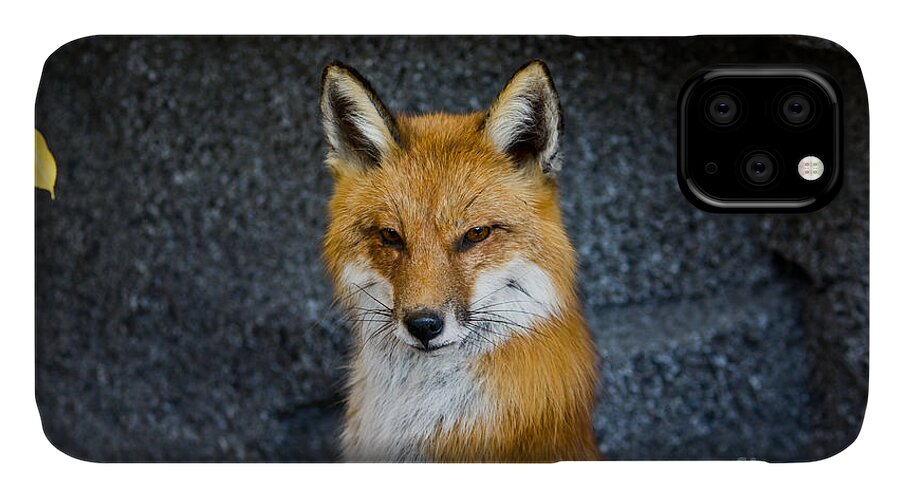 Fox iPhone 11 Case featuring the photograph Red Fox by Ms Judi