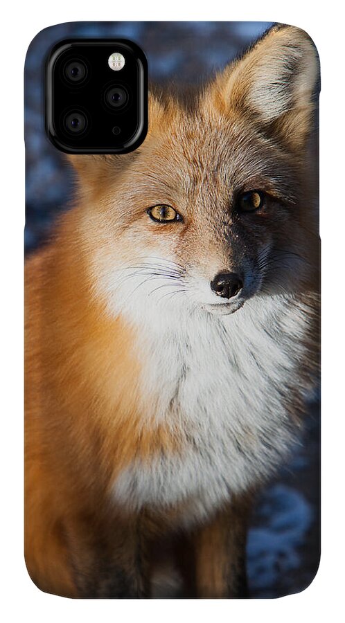 Animal iPhone 11 Case featuring the photograph Red Fox Standing by John Wadleigh