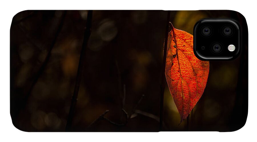 Jay Stockhaus iPhone 11 Case featuring the photograph Red Leaf 2 by Jay Stockhaus