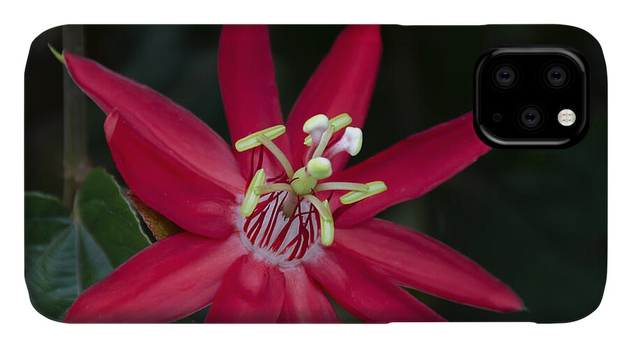 Penny Lisowski iPhone 11 Case featuring the photograph Red Passion Flower by Penny Lisowski