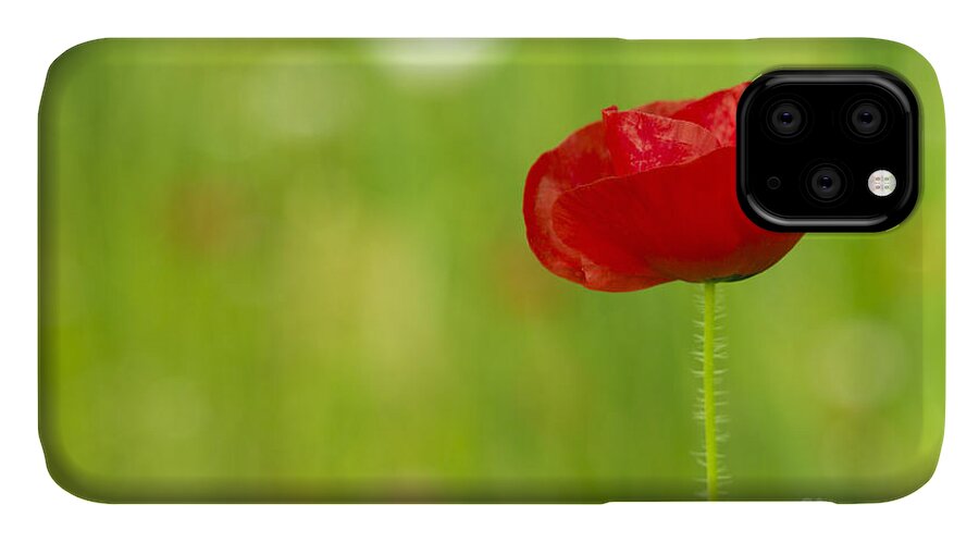 Poppy iPhone 11 Case featuring the photograph Red Poppy by Beverly Claire Kaiya