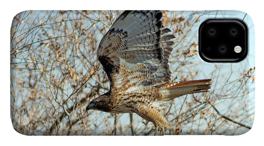 Hawk iPhone 11 Case featuring the photograph Red Tailed Hawk Sequence #3 by Stephen Johnson