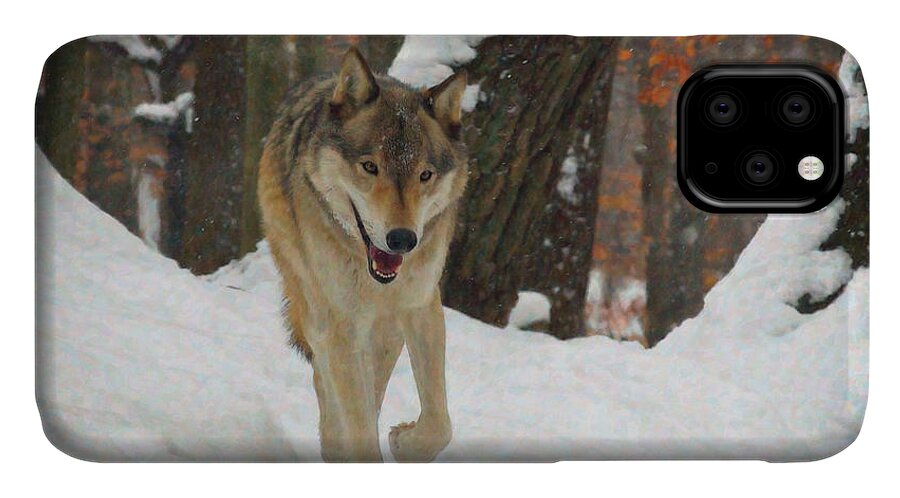 Animals iPhone 11 Case featuring the digital art Red Wolf on a Winter Hunt by Lianne Schneider