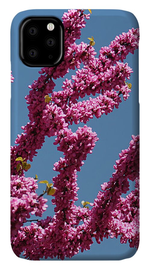 Nature iPhone 11 Case featuring the photograph Redbud Against Blue Sky by William Selander