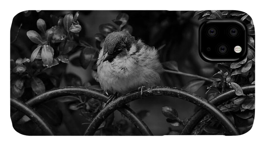Bird iPhone 11 Case featuring the photograph Rest for the Weary by Paul Watkins