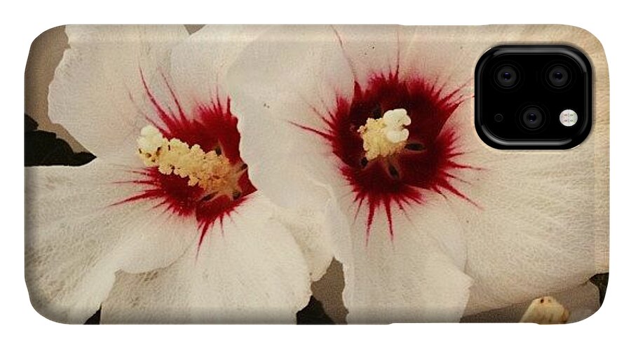 Flower iPhone 11 Case featuring the photograph Rose of Sharon by Christy Beckwith