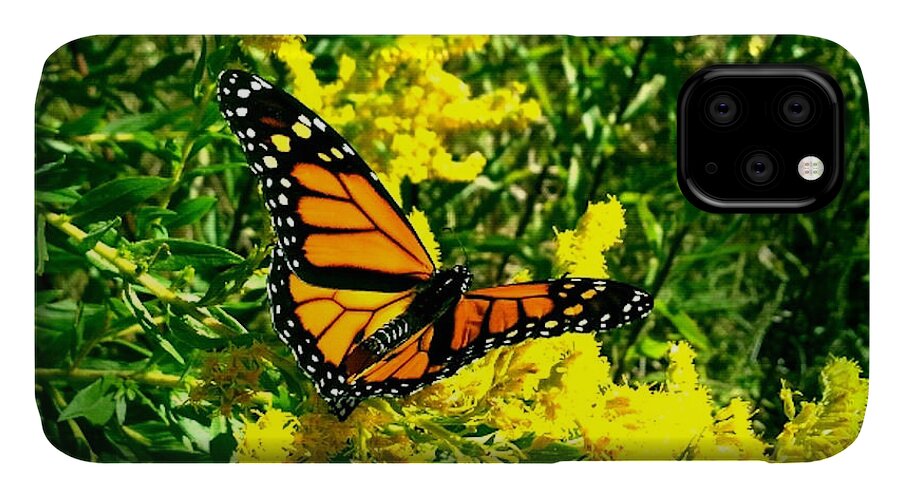 Butterfly iPhone 11 Case featuring the photograph Royalty II by Al Harden