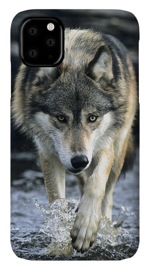 Wolf iPhone 11 Case featuring the photograph Running Wolf by Chris Scroggins
