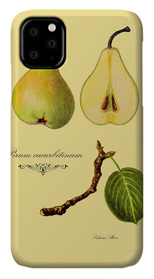 Plants iPhone 11 Case featuring the drawing Russet pear by Alexa Szlavics