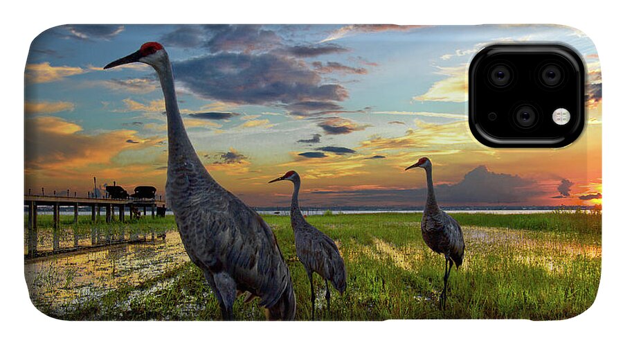 Belle iPhone 11 Case featuring the photograph Sandhill Sunset by Debra and Dave Vanderlaan