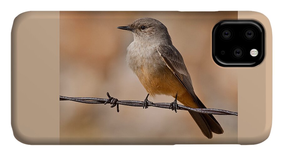 Animal iPhone 11 Case featuring the photograph Say's Phoebe on a Barbed Wire by Jeff Goulden