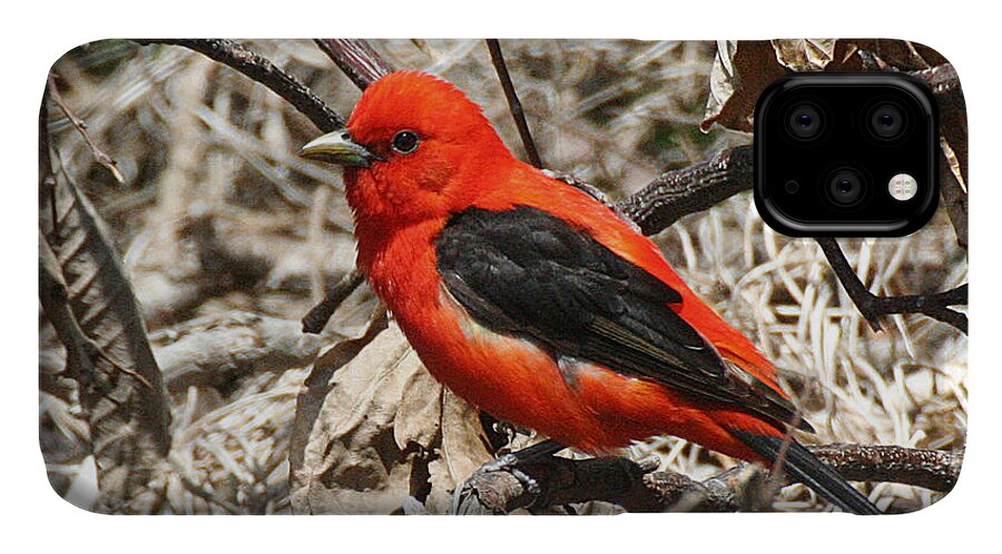 Wildlife iPhone 11 Case featuring the photograph Scarlet Tanager by William Selander