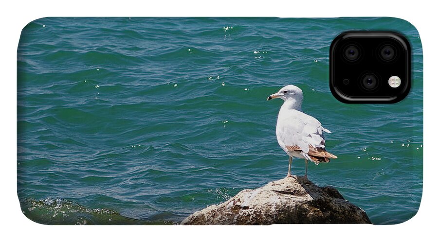 Michigan iPhone 11 Case featuring the photograph Seagull on Rock by Lars Lentz